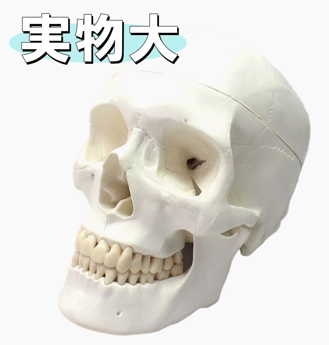 头盖骨 头部 颚関节 人体 模型 可动 超精密 モデル タイプ 学校 医学